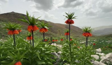 Ters laleler Tunceli’nin Mercan Dağları’na güzellik kattı