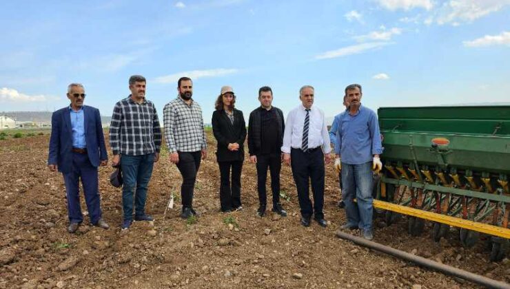 Batman’da karabuğday deneme ekimi