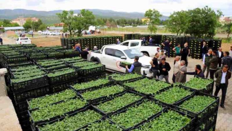 Bingöl’de çiftçilere hibe fidesi dağıtılacak