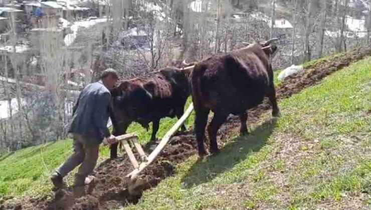 Bu ilçede halen ‘Kara saban’ kullanılıyor