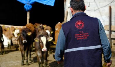 Büyükbaş hayvanlar kenelere karşı ilaçlanıyor