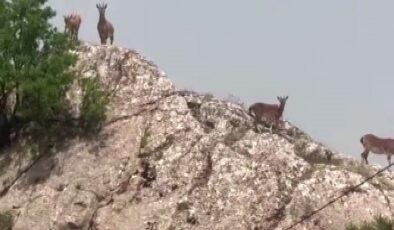 Dağ keçileri sürü halinde Harput’ta görüntülendi