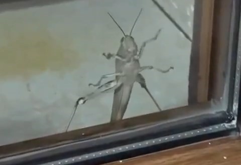Elazığ’da dev çağaboğan çekirge görüldü