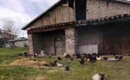 Elazığ’da hırsızlar kümesten 60 tavuk ve 2 kangal yavrusu çaldı, 11 tavuğu da telef etti