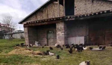 Elazığ’da hırsızlar kümesten 60 tavuk ve 2 kangal yavrusu çaldı, 11 tavuğu da telef etti
