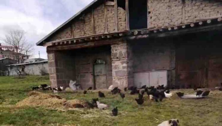 Elazığ’da hırsızlar kümesten 60 tavuk ve 2 kangal yavrusu çaldı, 11 tavuğu da telef etti