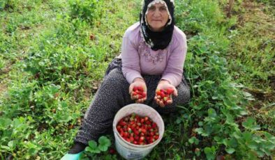 Elazığ’da örtü altı çilekte ilk hasat