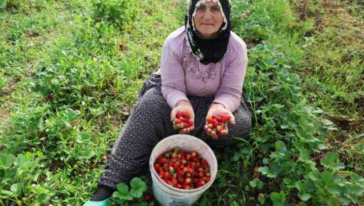 Elazığ’da örtü altı çilekte ilk hasat