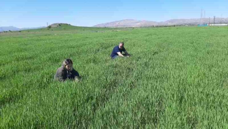 Elazığ’da süne ile mücadele çalışmaları başladı