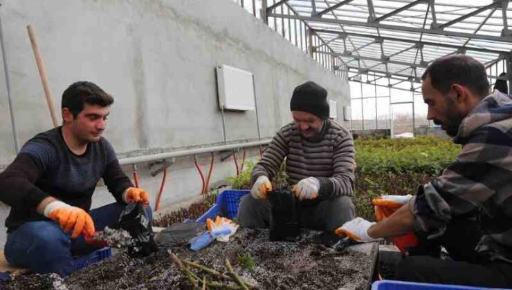 Erzincan parklarına özel gül dikimi