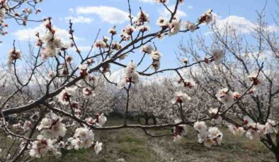 Erzincan’da Nisan’da kar sürprizi, kent merkezinde bahar rüzgarı