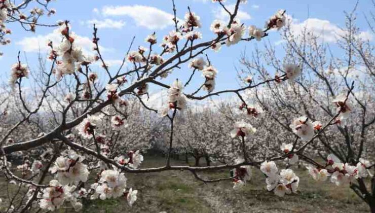 Erzincan’da Nisan’da kar sürprizi, kent merkezinde bahar rüzgarı