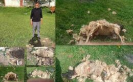 Erzincan’da köpek saldırısı: 7 koyun telef