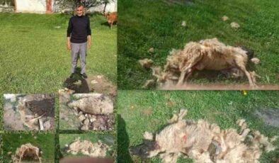 Erzincan’da köpek saldırısı: 7 koyun telef