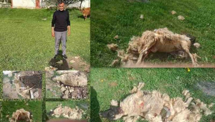 Erzincan’da köpek saldırısı: 7 koyun telef