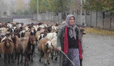 Erzincan’da devlet desteğiyle koyun varlığı artıyor