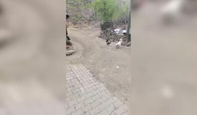 Şirin dostluk: Horoz ve Köpek