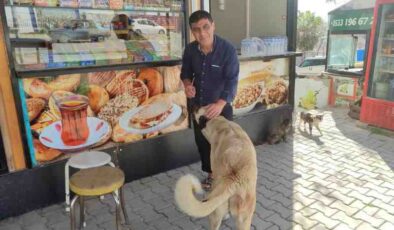 Kahramanmaraşlı esnaf sokak hayvanlarına sahip çıkıyor