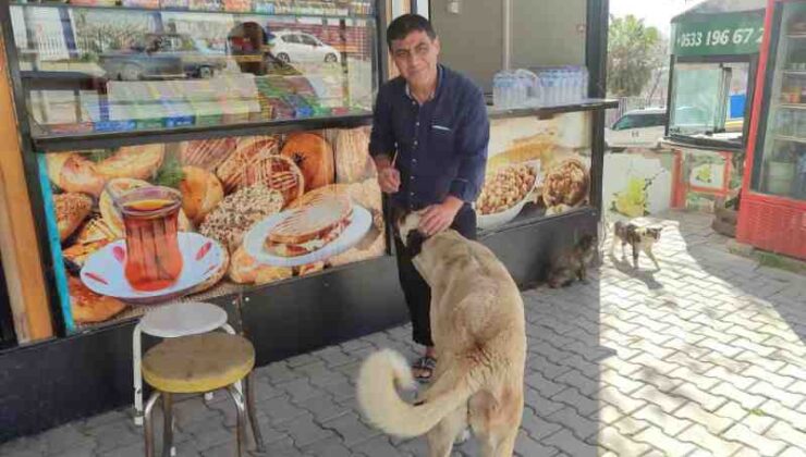 Kahramanmaraşlı esnaf sokak hayvanlarına sahip çıkıyor