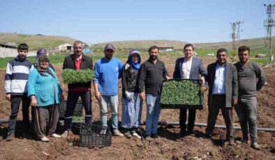 Kilis’te domates fidesi ekimi başladı