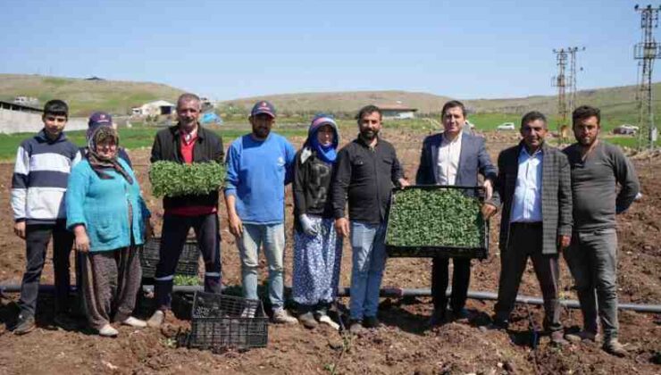 Kilis’te domates fidesi ekimi başladı