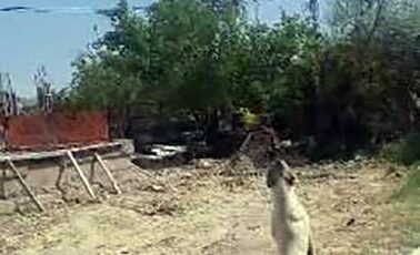 Elazığ’da köpek drona meydan okudu