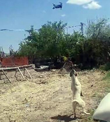 Elazığ’da köpek drona meydan okudu