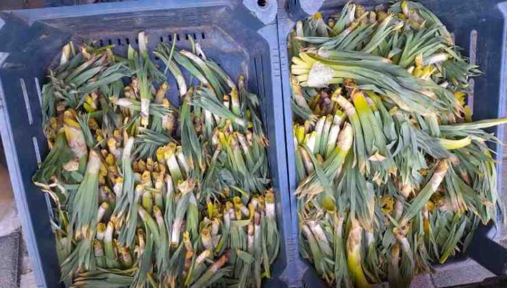 Kulp’ta Gulik sezonu başladı