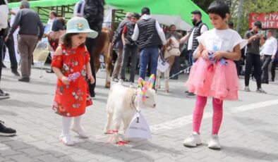 Kuzu, oğlak ve buzağılar güzellikleriyle yarıştı