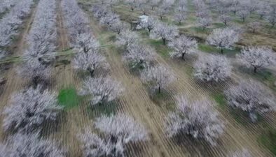 Malatya’da kayısı çiçekleri açtı