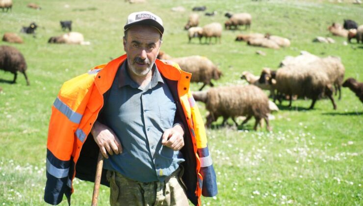 Muş’ta 40 bin TL’ye çoban bulunamıyor