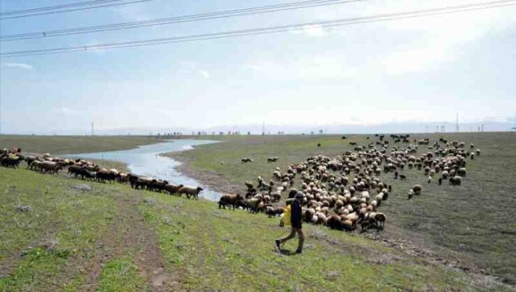 Muş’ta baharla canlanan meralar