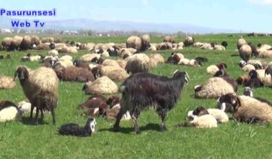 Muş’ta küçükbaş hayvan sürüleri havanın ısınmasıyla meralarda otlatılıyor