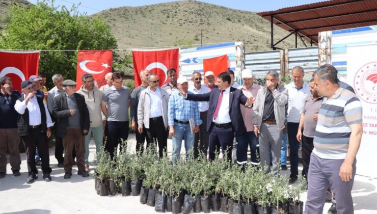 Oltu’da çiftçiye 1300 zeytin fidanı