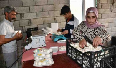 Siverek’te kadın girişimcinin mantar başarısı
