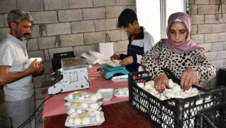 Siverek’te kadın girişimcinin mantar başarısı