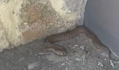 Tunceli’de zehirli koca engerek görüldü