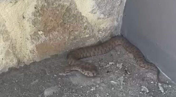 Tunceli’de zehirli koca engerek görüldü