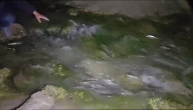 İnci Kefali için Van Gölü’nde denetimler arttı