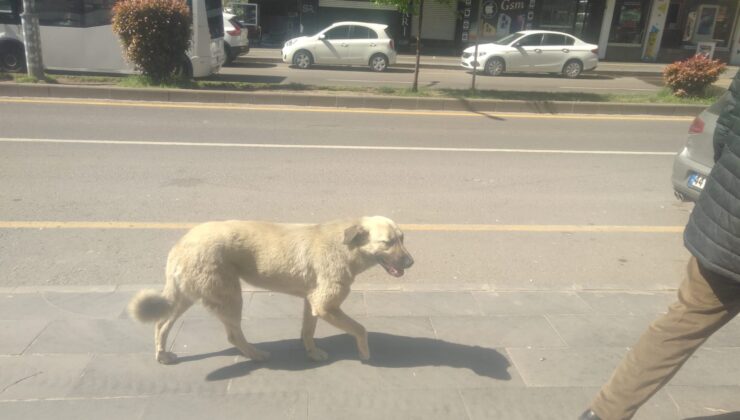 Diyarbakır’da başı boş köpekler için çare bekleniyor