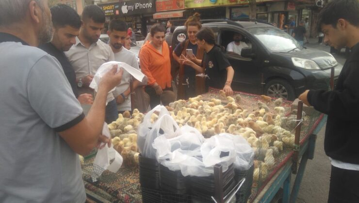Diyarbakır sokaklarında civciv satışları başladı