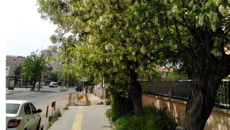 Diyarbakır’da mis kokulu akasyalar çiçek açtı