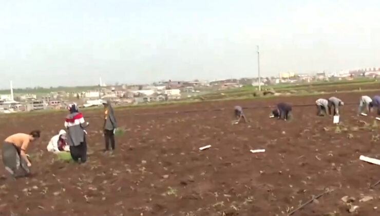 Diyarbakır’da Dünyaca Ünlü Domateslerin ekimine başlandı