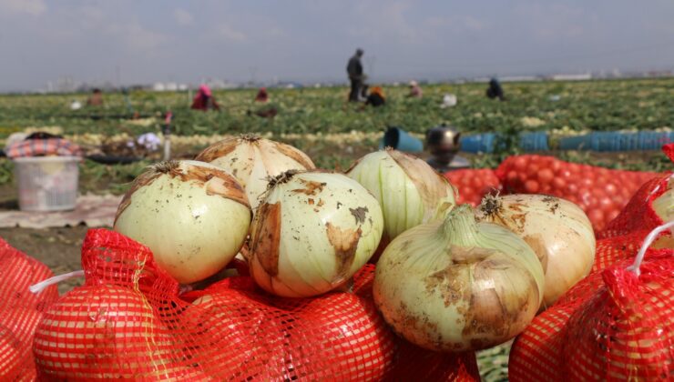 Adana’da soğan hasadı başladı