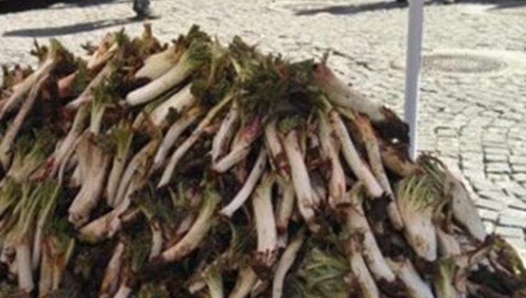 Diyarbakır sofralarında Kenger: faydaları