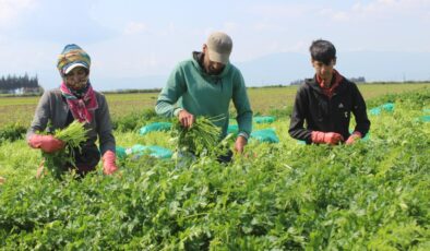Diyarbakır’dan Hatay’a mevsimlik göç