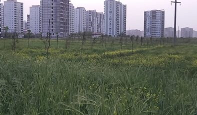 Kayapınar’da Yeni Açılan Orman Parkı Bakımsızlıkla Boğuşuyor