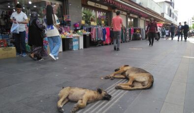 Diyarbakır’da sokak köpeği ve Yavrusunun Betonda Uyku Keyfi