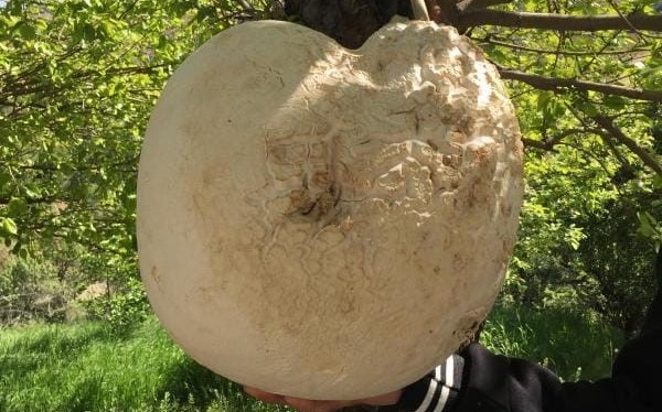 Elazığ’da 13 kg’lık dev mantar bulundu