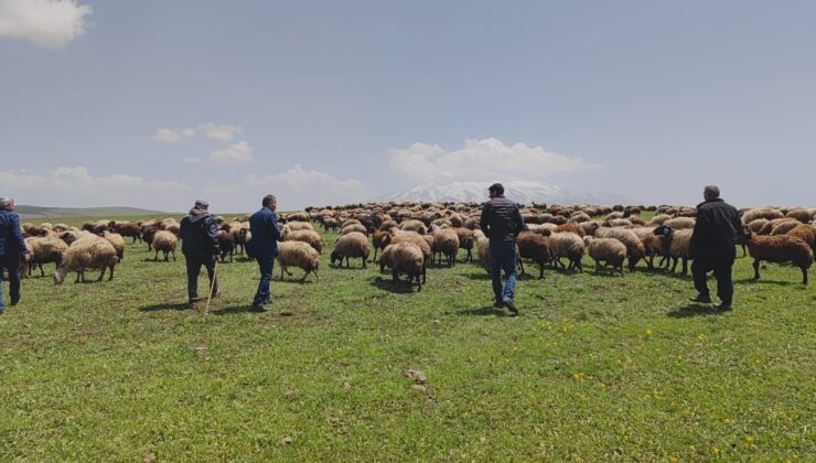Bitlis’te yayla mevsimi başladı